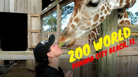 Panama city beach zoo - Zoo World: Unleash Animal Adventures. Why shop at Zoo World. Zoo World allows you to immerse yourself in close contact with animals. Zoo World is a great place to take a break from the beach and create lasting family memories. Zoo World is home to exotic animals from around the world located in beautiful Panama City Beach, …